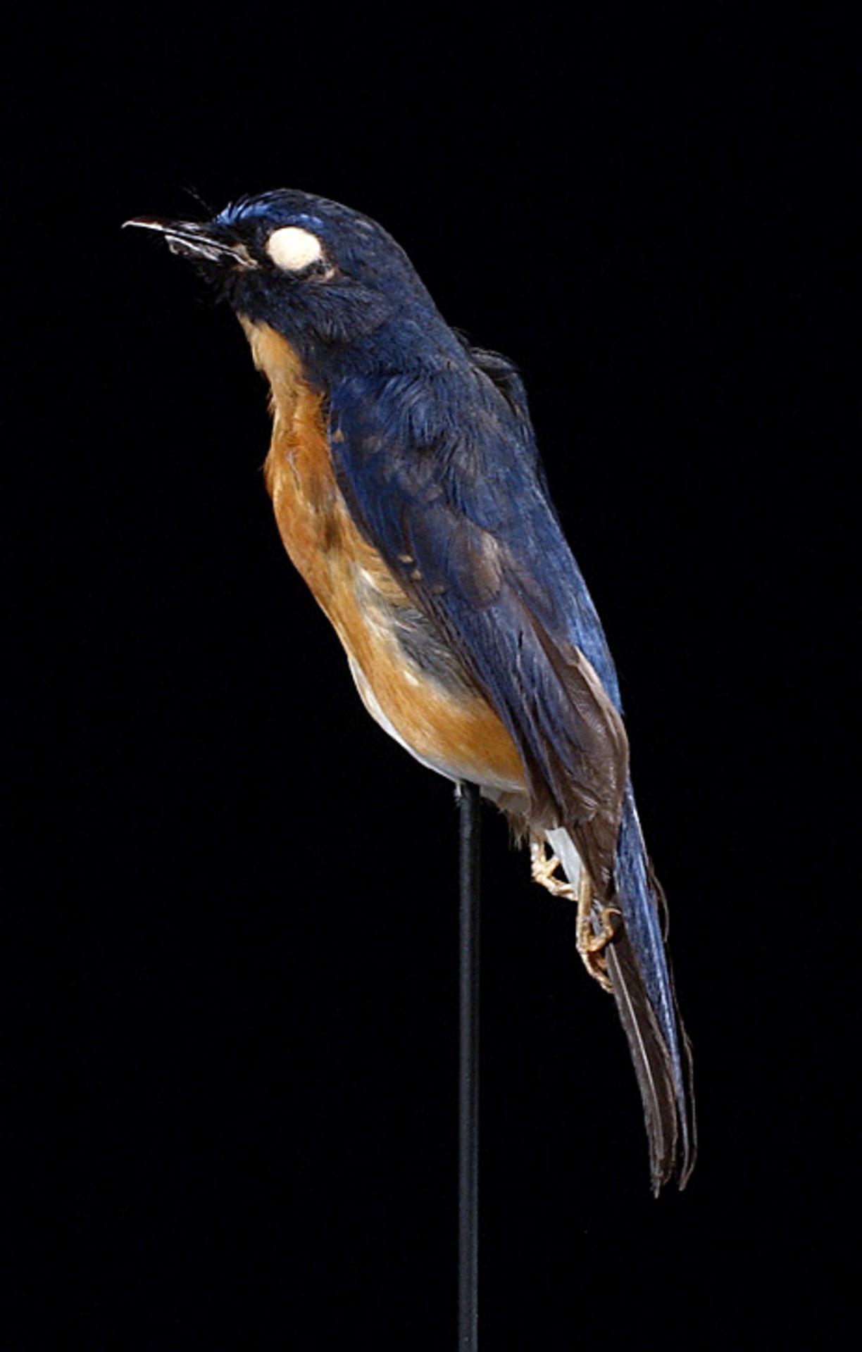 Sunda Blue Flycatcher — Borneo wildlife, book, free download, jungle tour, bird, bird tour