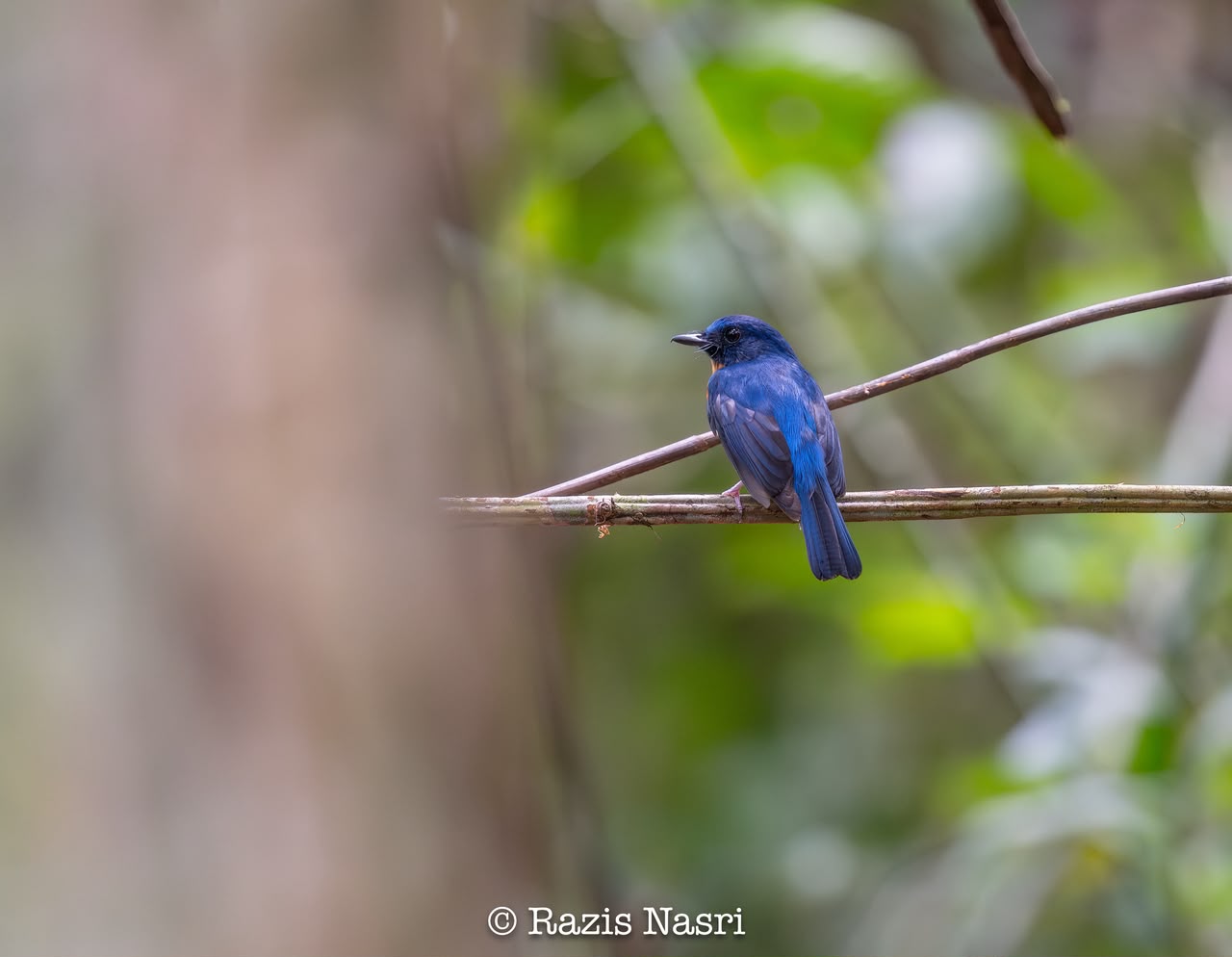 Sunda Blue Flycatcher — Borneo wildlife, book, free download, jungle tour, bird, bird tour