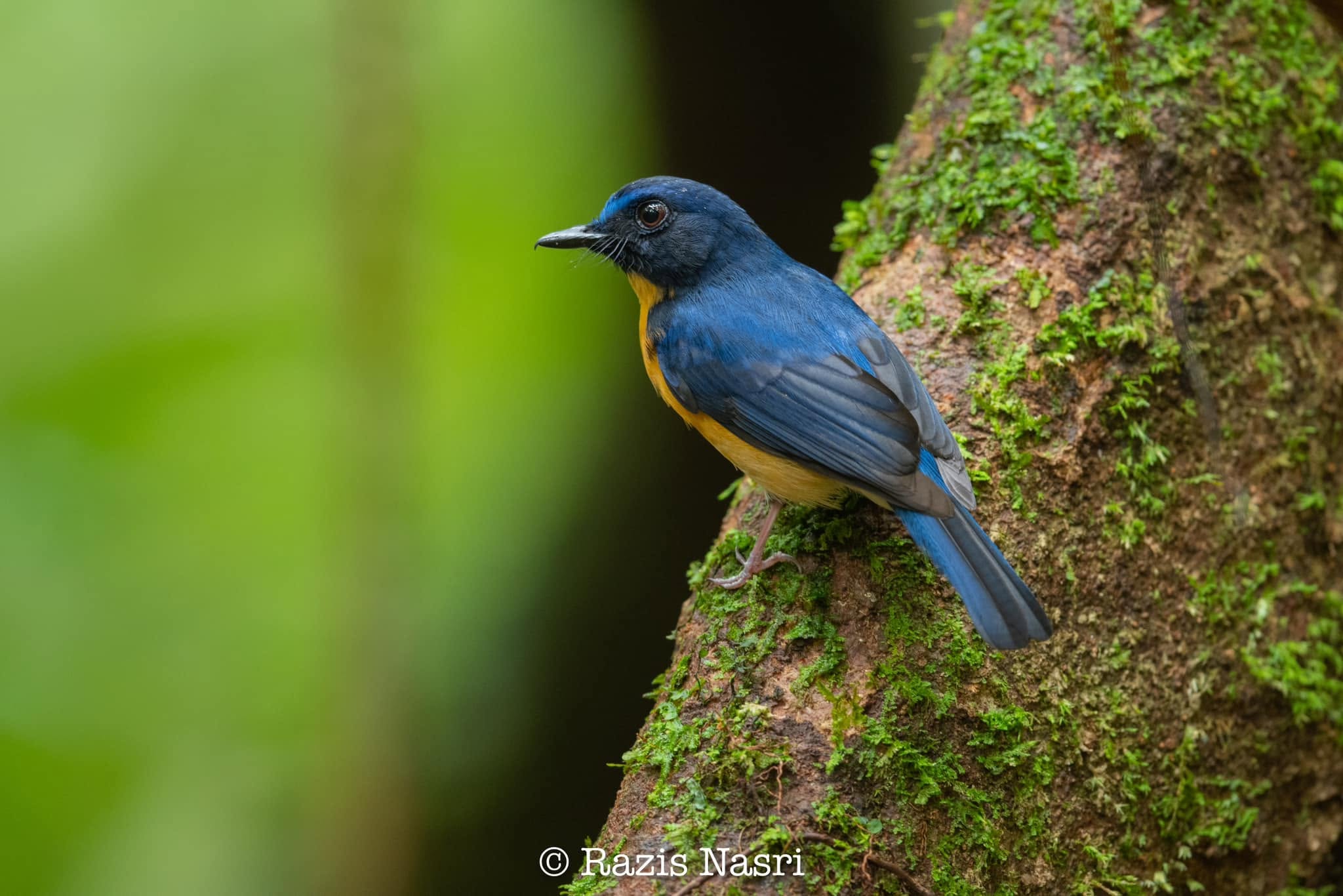 Sunda Blue Flycatcher — Borneo wildlife, book, free download, jungle tour, bird, bird tour