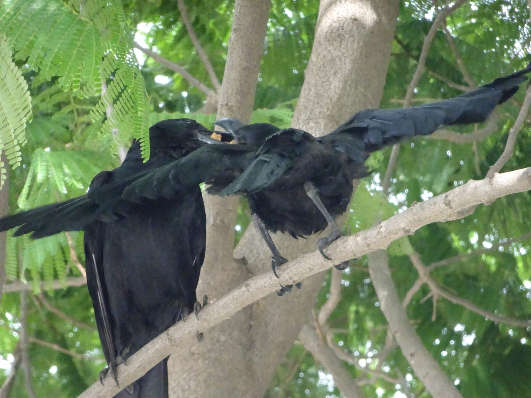 Large-billed Crow — Borneo wildlife, book, free download, jungle tour, bird, bird tour