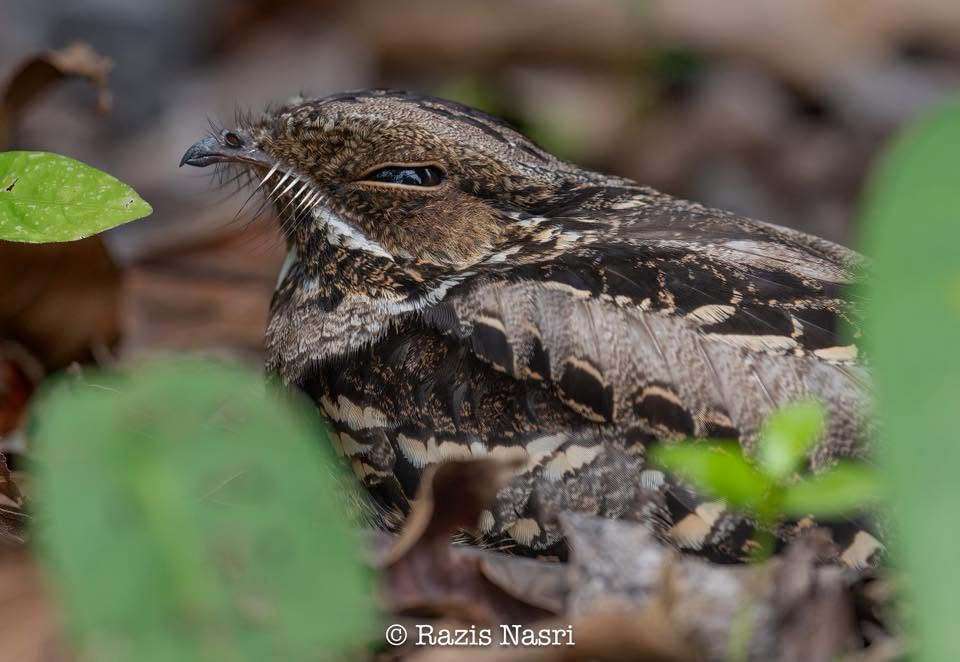 Large-tailed Nightjar — Borneo wildlife, book, free download, jungle tour, bird, bird tour