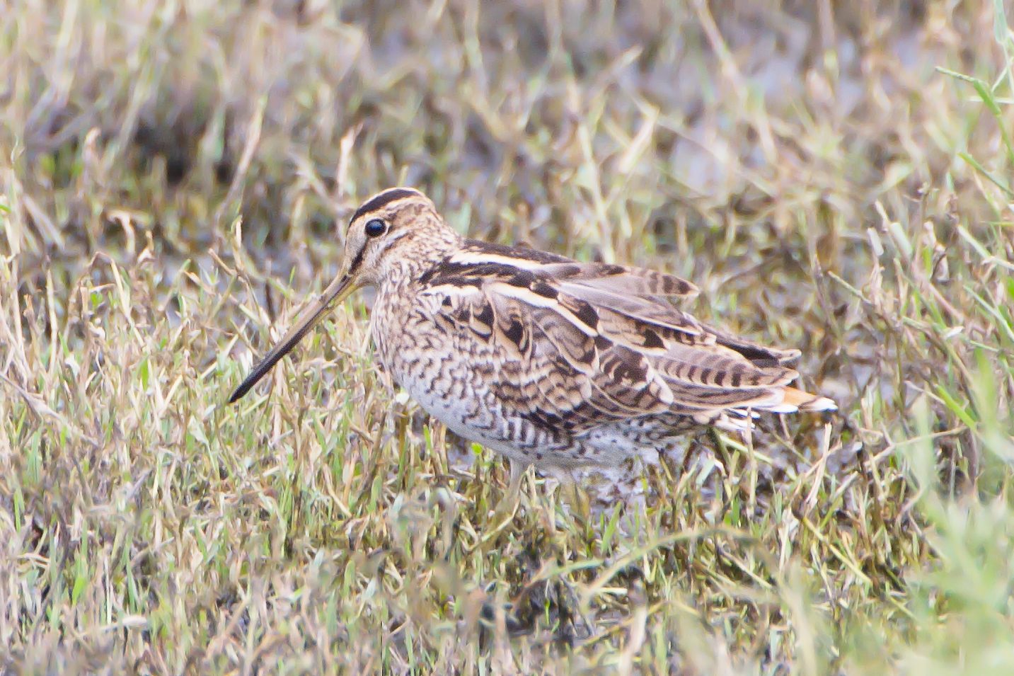Latham's Snipe — Borneo wildlife, book, free download, jungle tour, bird, bird tour