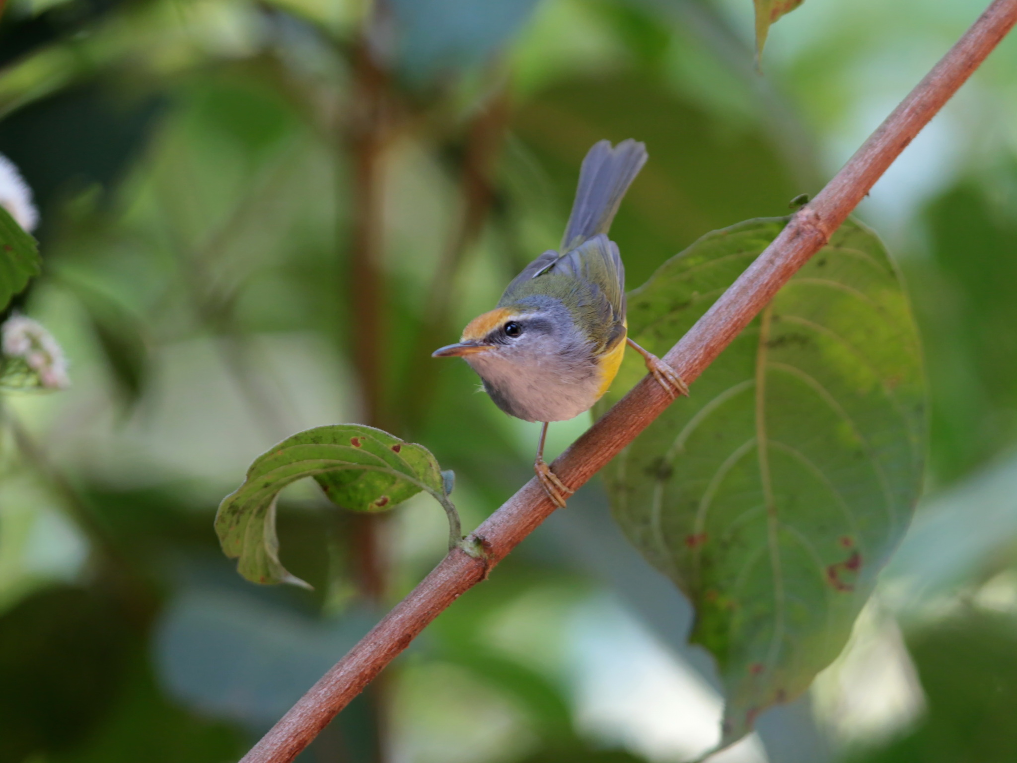 Mountain Tailorbird — Borneo wildlife, book, free download, jungle tour, bird, bird tour