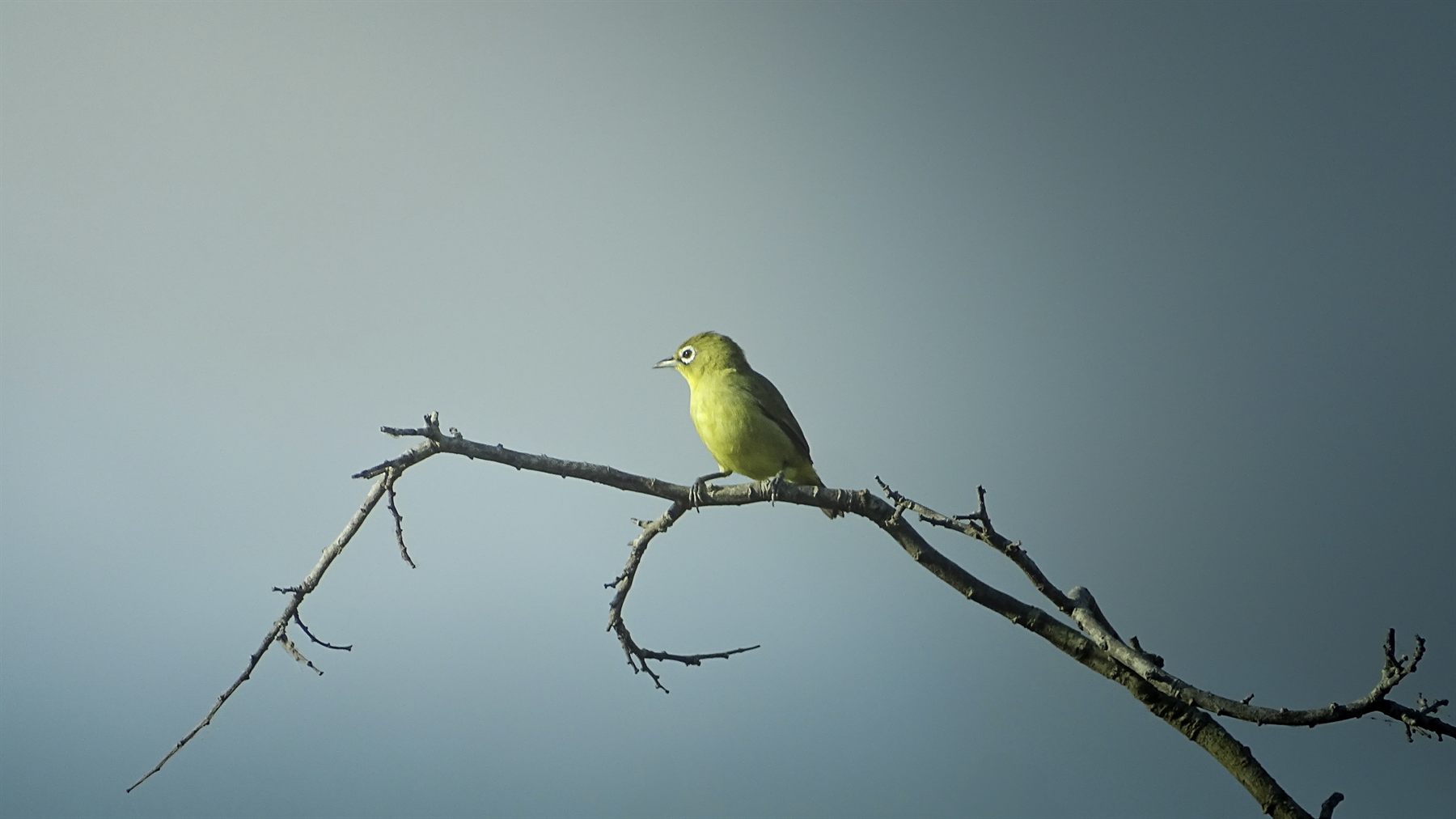 Lemon-bellied White-eye — Borneo wildlife, book, free download, jungle tour, bird, bird tour