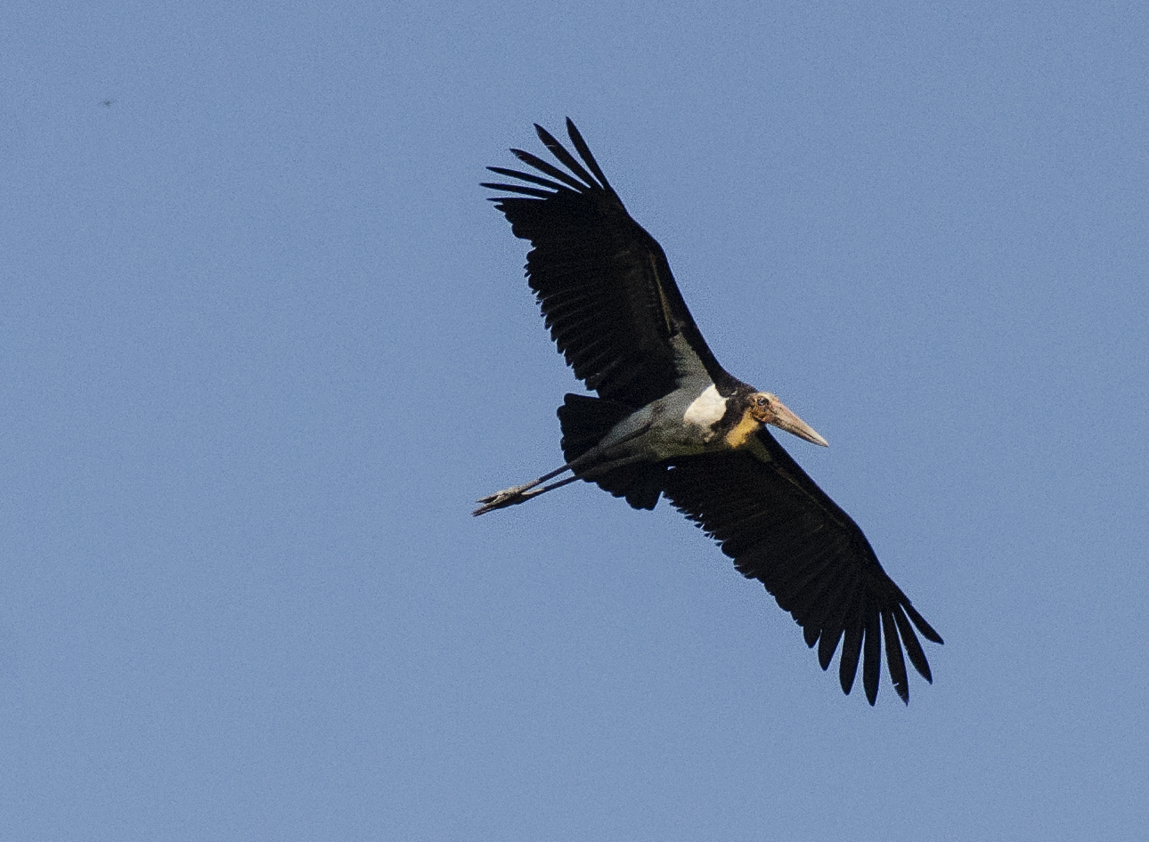 Lesser Adjutant — Borneo wildlife, book, free download, jungle tour, bird, bird tour