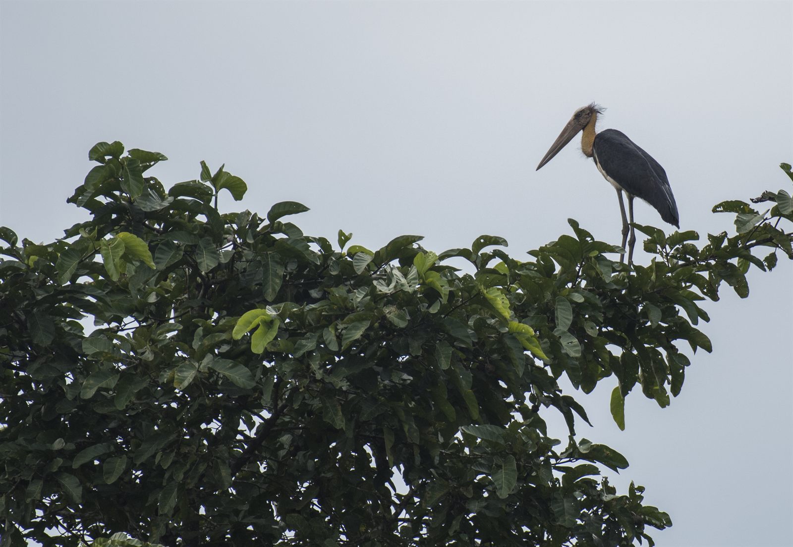 Lesser Adjutant — Borneo wildlife, book, free download, jungle tour, bird, bird tour
