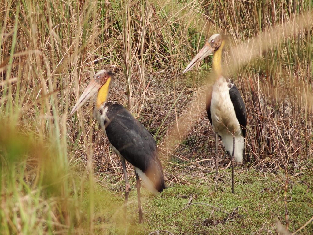 Lesser Adjutant — Borneo wildlife, book, free download, jungle tour, bird, bird tour