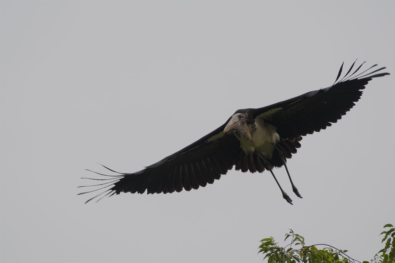 Lesser Adjutant — Borneo wildlife, book, free download, jungle tour, bird, bird tour