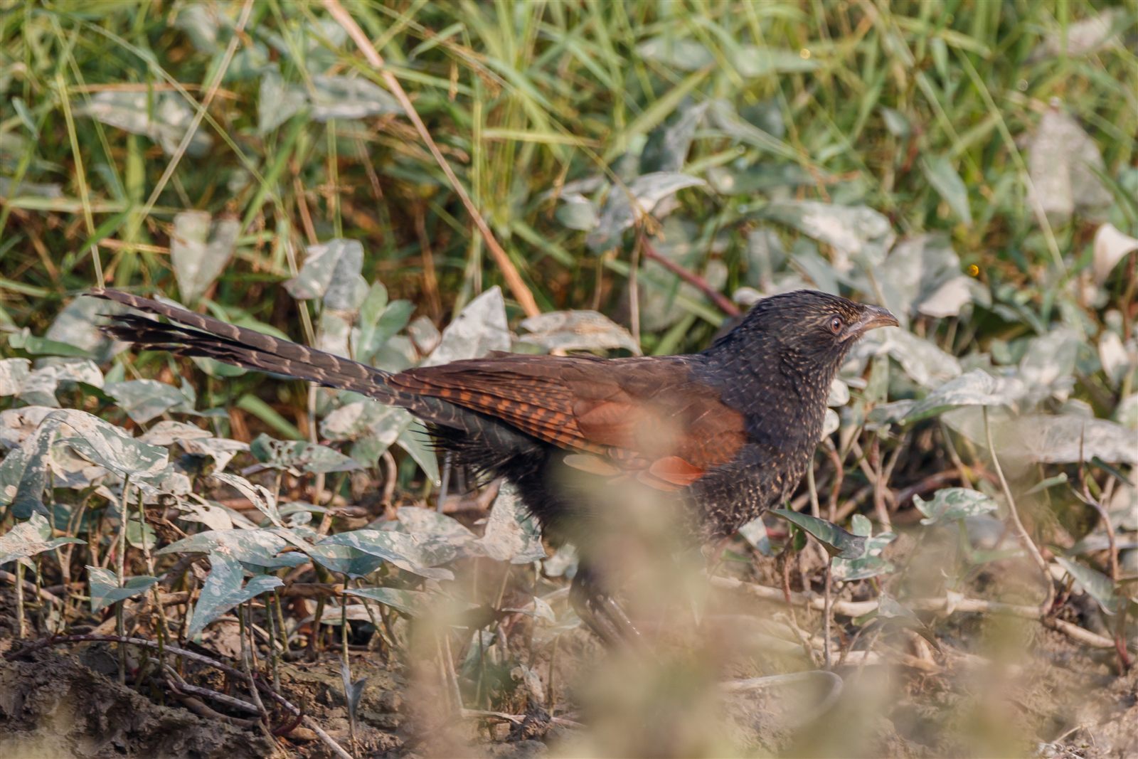 Lesser Coucal — Borneo wildlife, book, free download, jungle tour, bird, bird tour