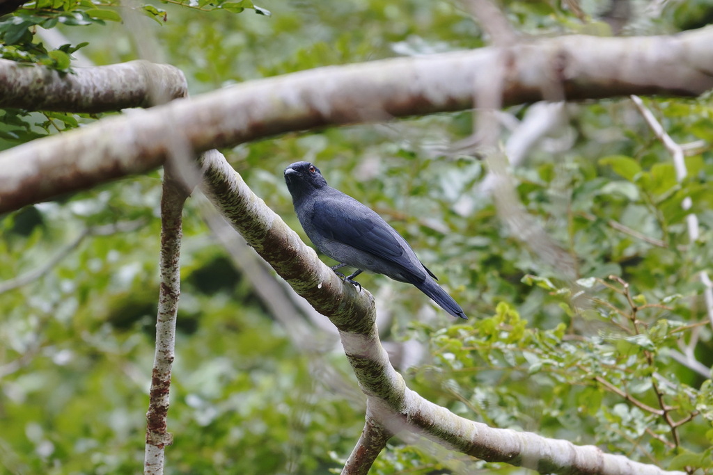 Lesser Cuckooshrike — Borneo wildlife, book, free download, jungle tour, bird, bird tour