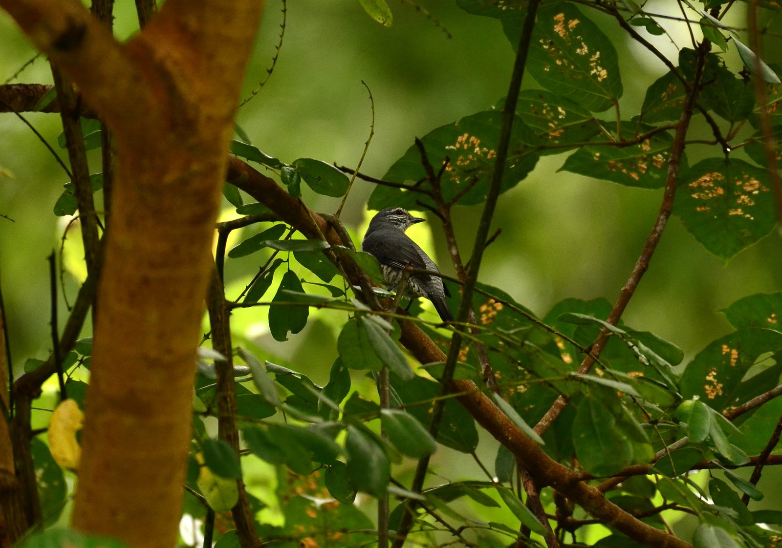 Lesser Cuckooshrike — Borneo wildlife, book, free download, jungle tour, bird, bird tour