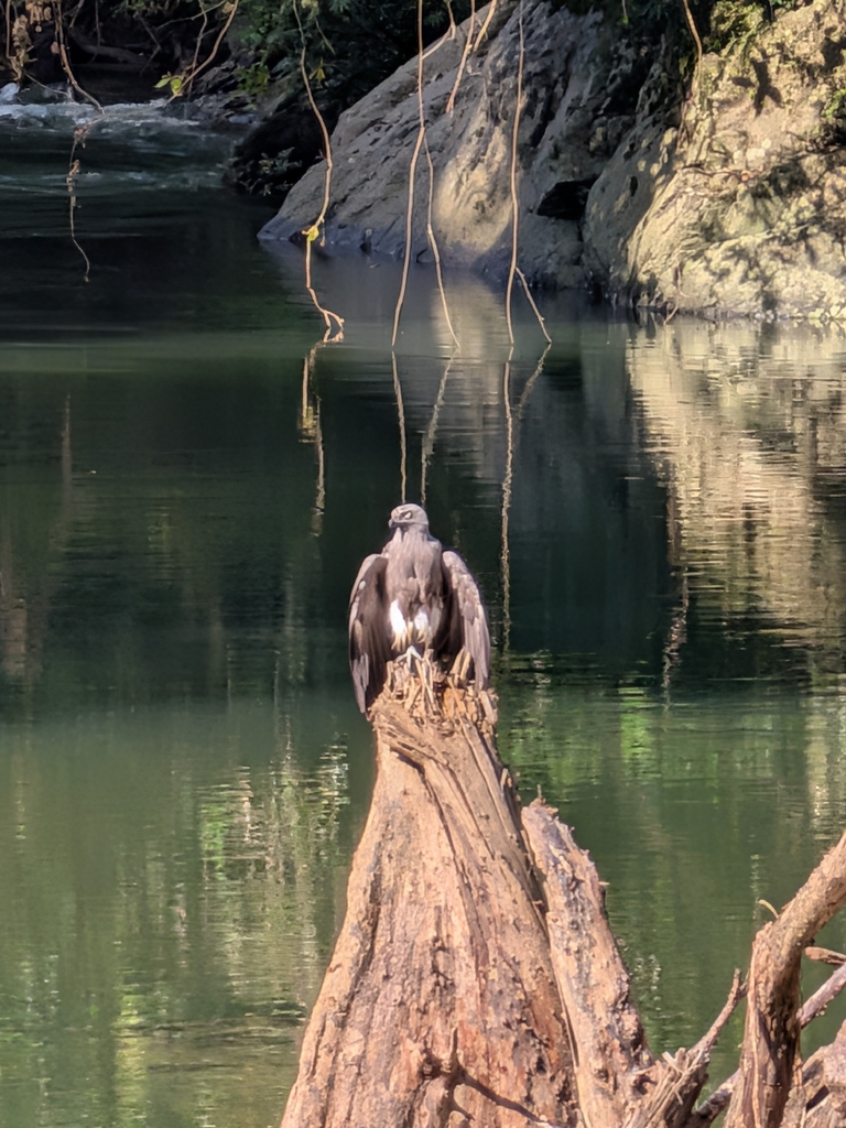 Lesser Fish-Eagle — Borneo wildlife, book, free download, jungle tour, bird, bird tour