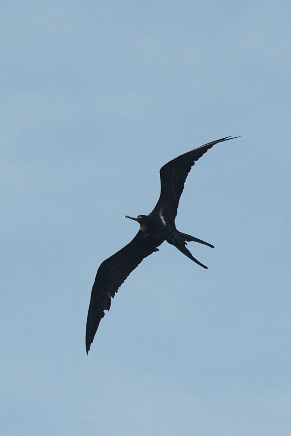 Lesser Frigatebird — Borneo wildlife, book, free download, jungle tour, bird, bird tour
