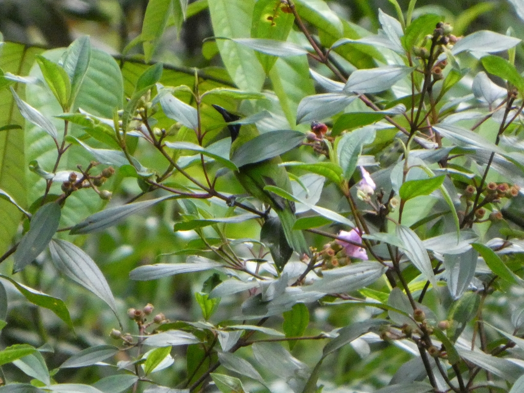 Lesser Green Leafbird — Borneo wildlife, book, free download, jungle tour, bird, bird tour
