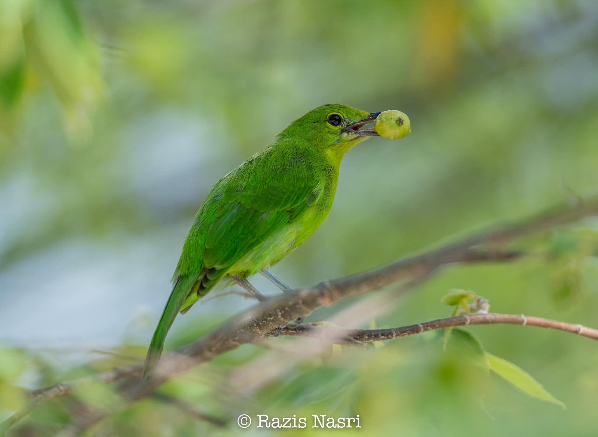 Lesser Green Leafbird — Borneo wildlife, book, free download, jungle tour, bird, bird tour
