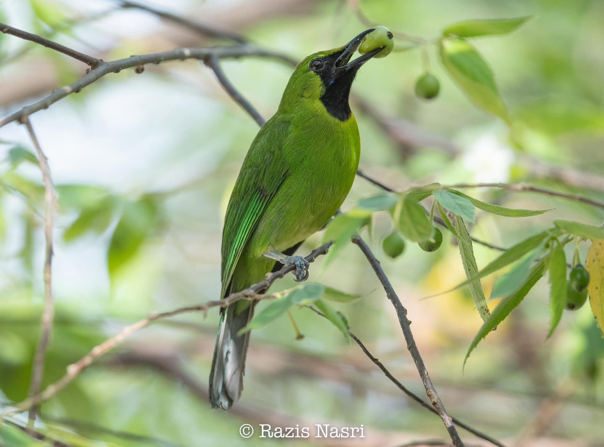 Lesser Green Leafbird — Borneo wildlife, book, free download, jungle tour, bird, bird tour