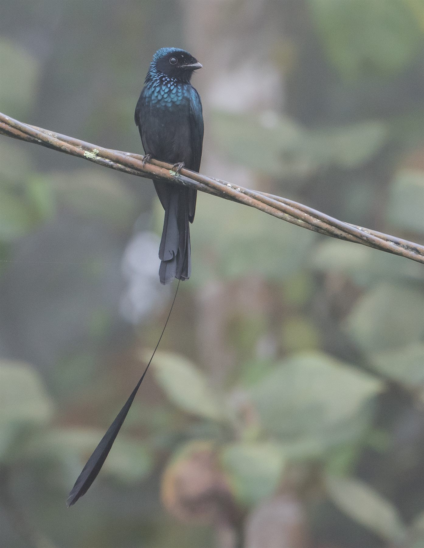 Lesser Racket-tailed Drongo — Borneo wildlife, book, free download, jungle tour, bird, bird tour