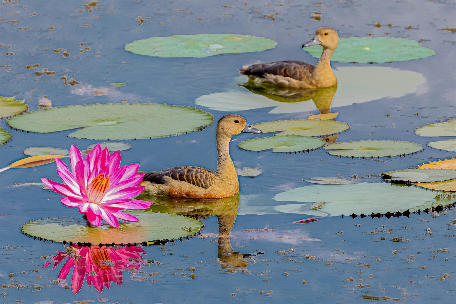 Lesser Whistling-Duck — Borneo wildlife, book, free download, jungle tour, bird, bird tour