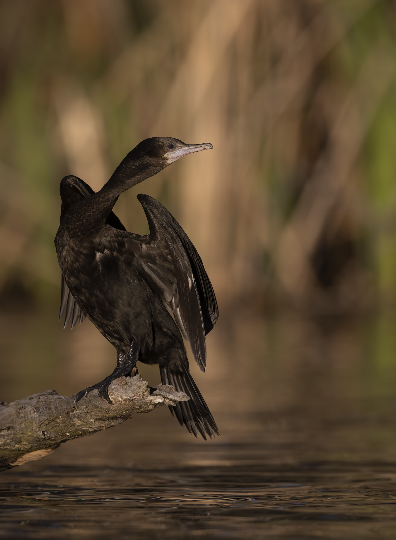 Little Black Cormorant — Borneo wildlife, book, free download, jungle tour, bird, bird tour