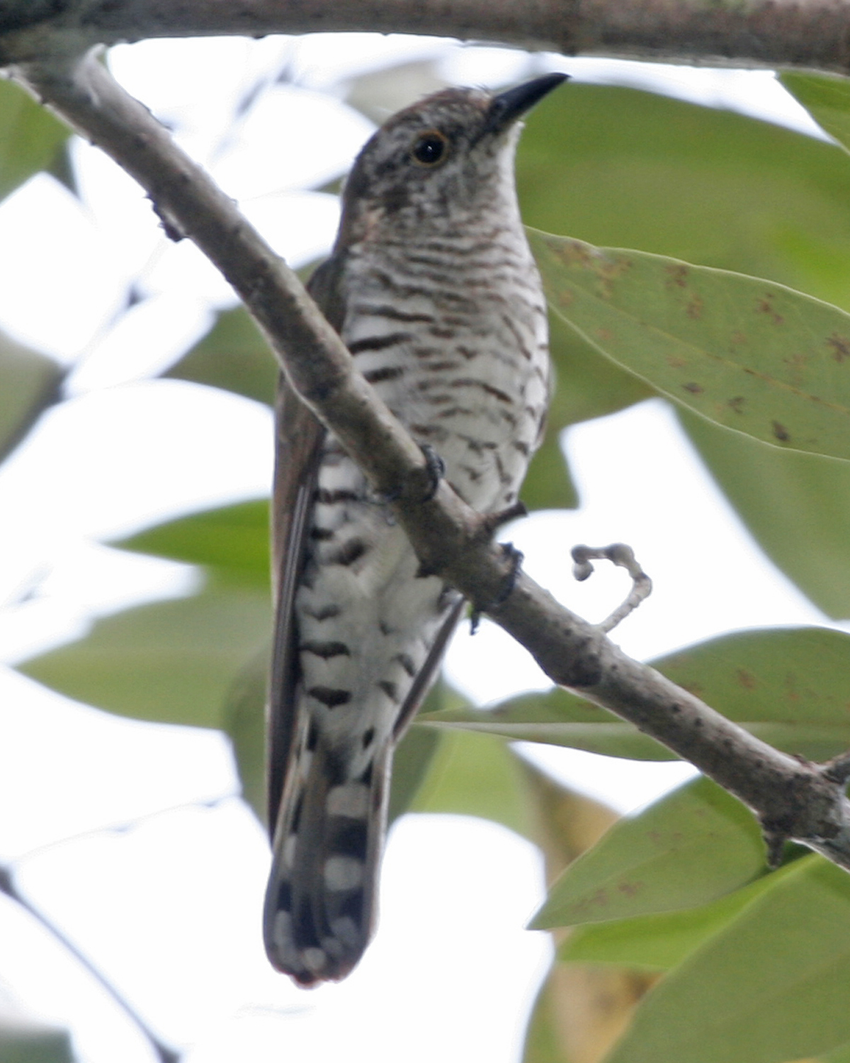 Little Bronze-Cuckoo — Borneo wildlife, book, free download, jungle tour, bird, bird tour