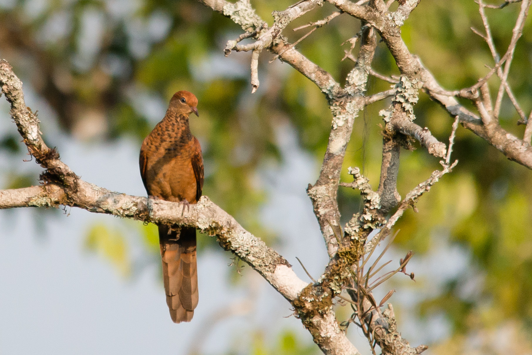 Little Cuckoo-Dove — Borneo wildlife, book, free download, jungle tour, bird, bird tour