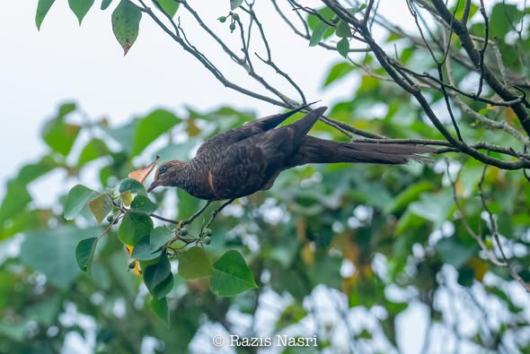 Little Cuckoo-Dove — Borneo wildlife, book, free download, jungle tour, bird, bird tour