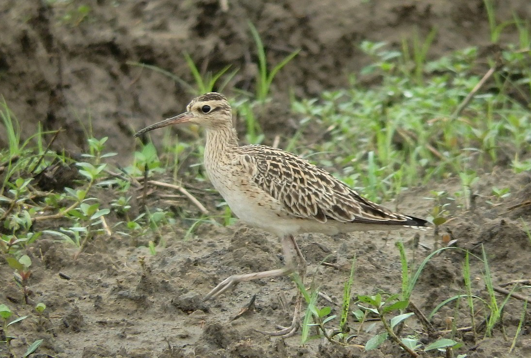 Little Curlew — Borneo wildlife, book, free download, jungle tour, bird, bird tour