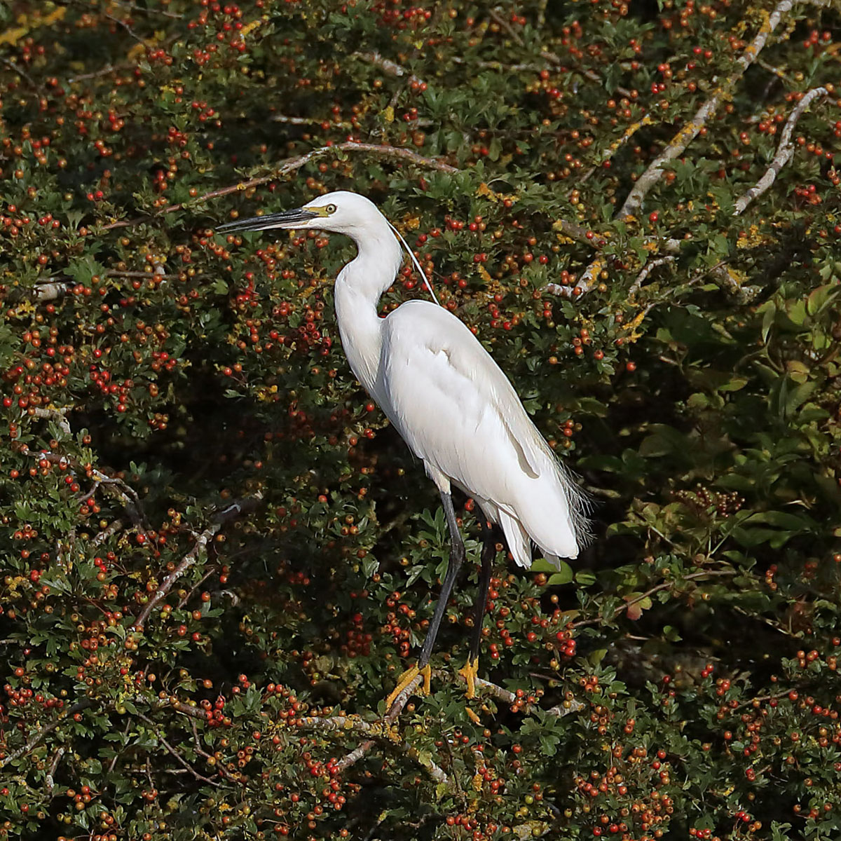 Little Egret — Borneo wildlife, book, free download, jungle tour, bird, bird tour