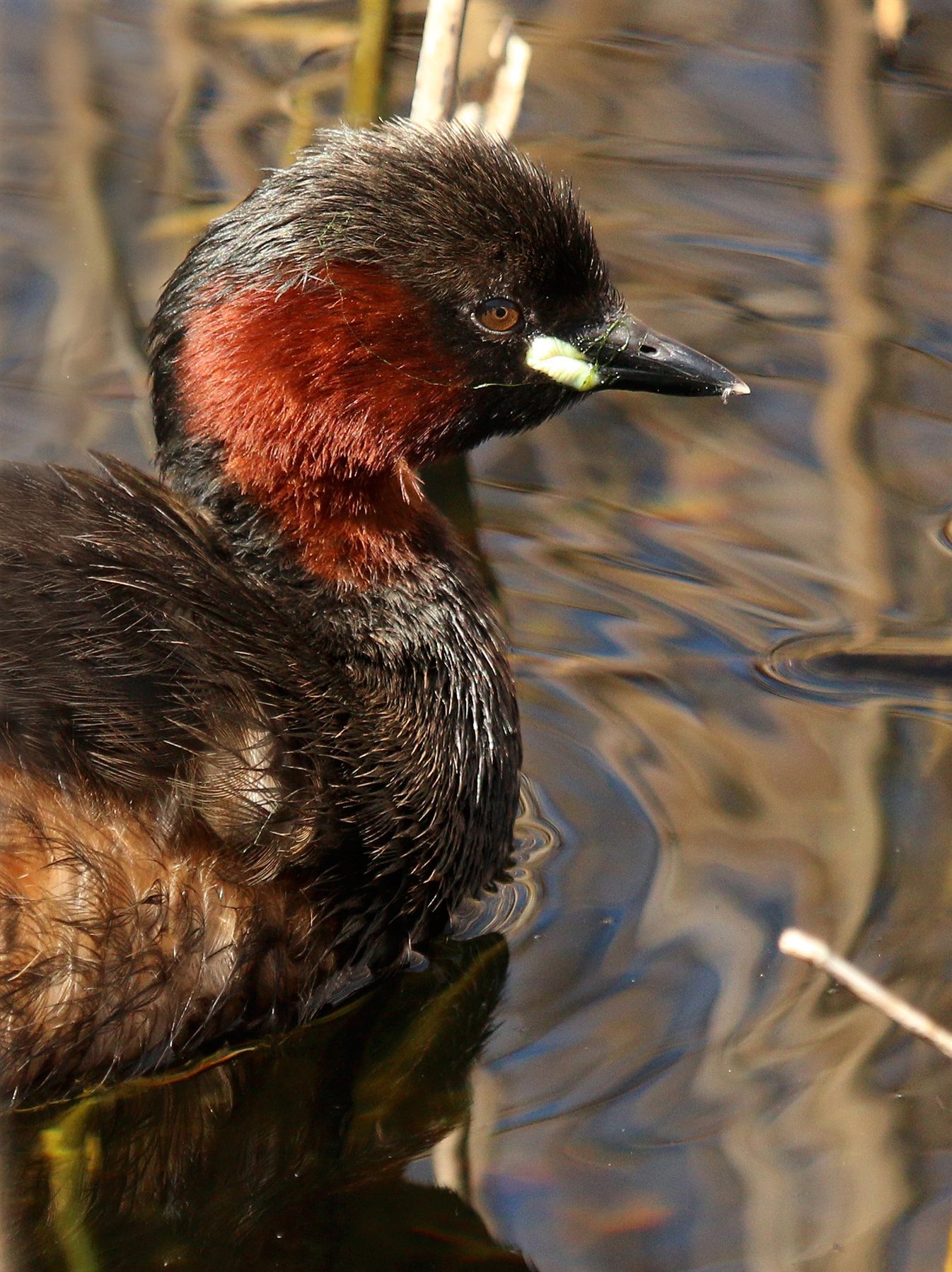 Little Grebe — Borneo wildlife, book, free download, jungle tour, bird, bird tour
