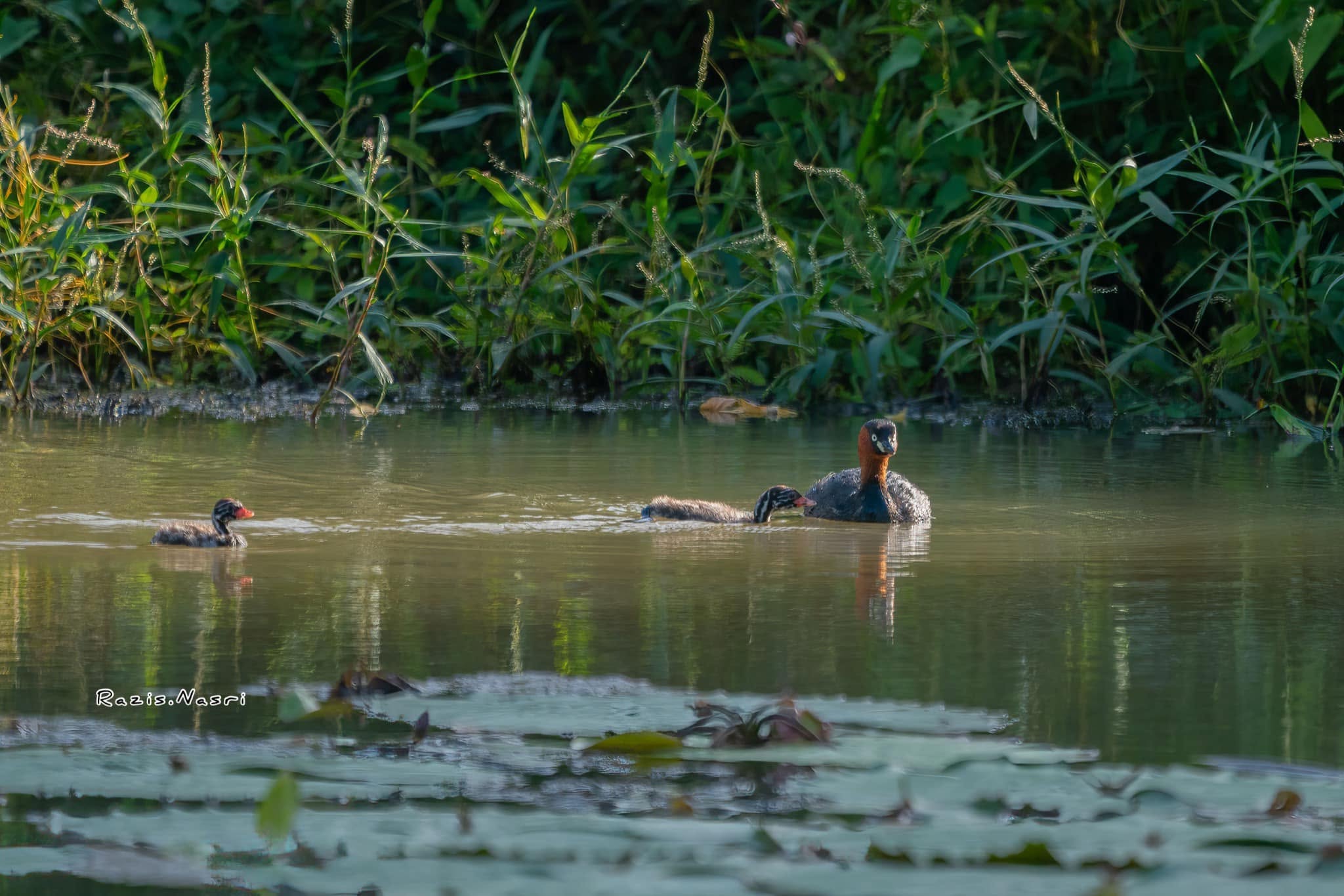 Little Grebe — Borneo wildlife, book, free download, jungle tour, bird, bird tour