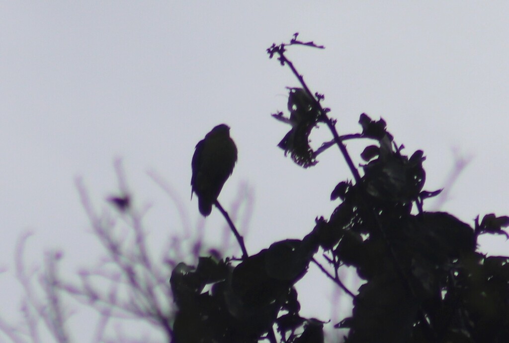 Little Green-Pigeon — Borneo wildlife, book, free download, jungle tour, bird, bird tour