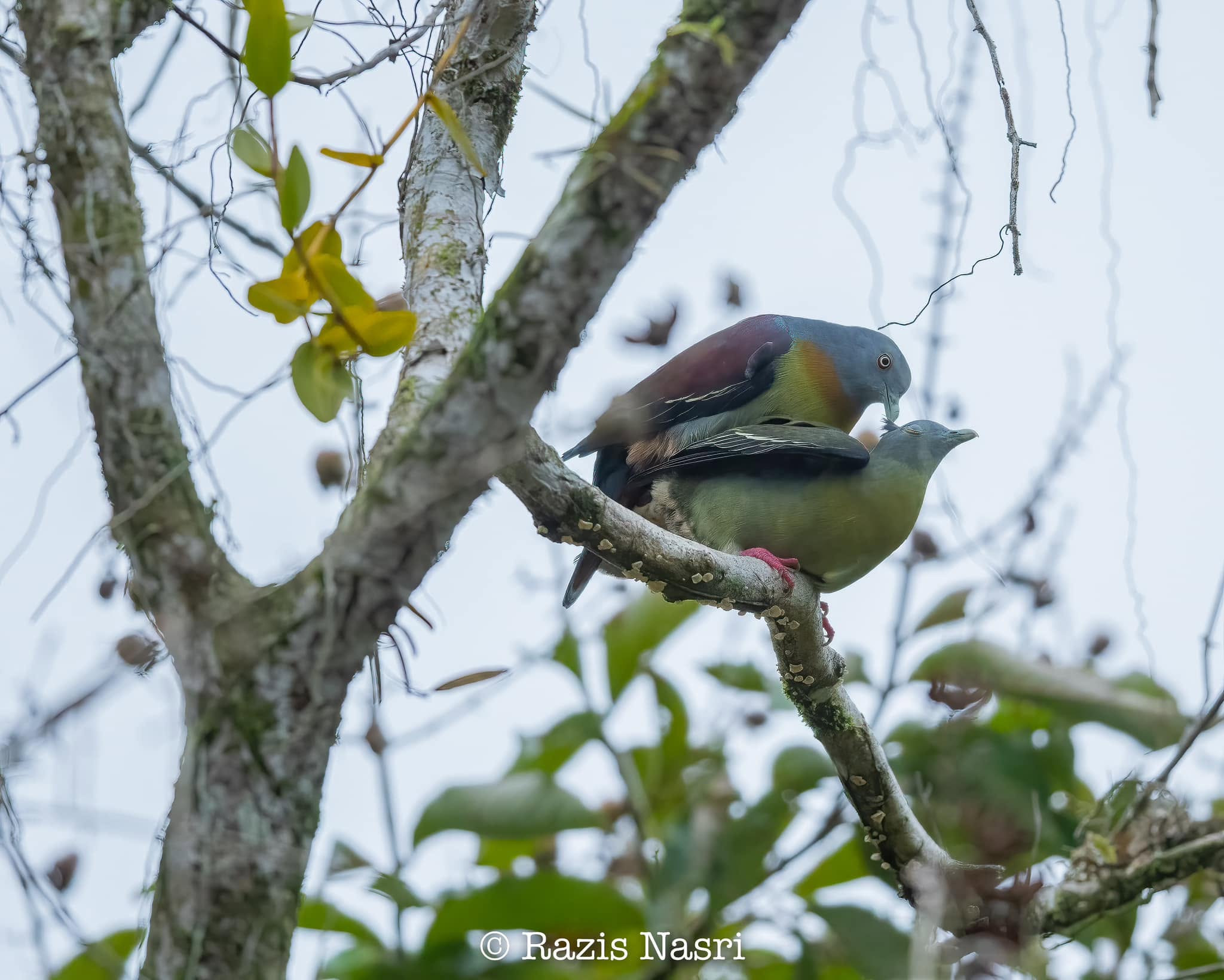 Little Green-Pigeon — Borneo wildlife, book, free download, jungle tour, bird, bird tour