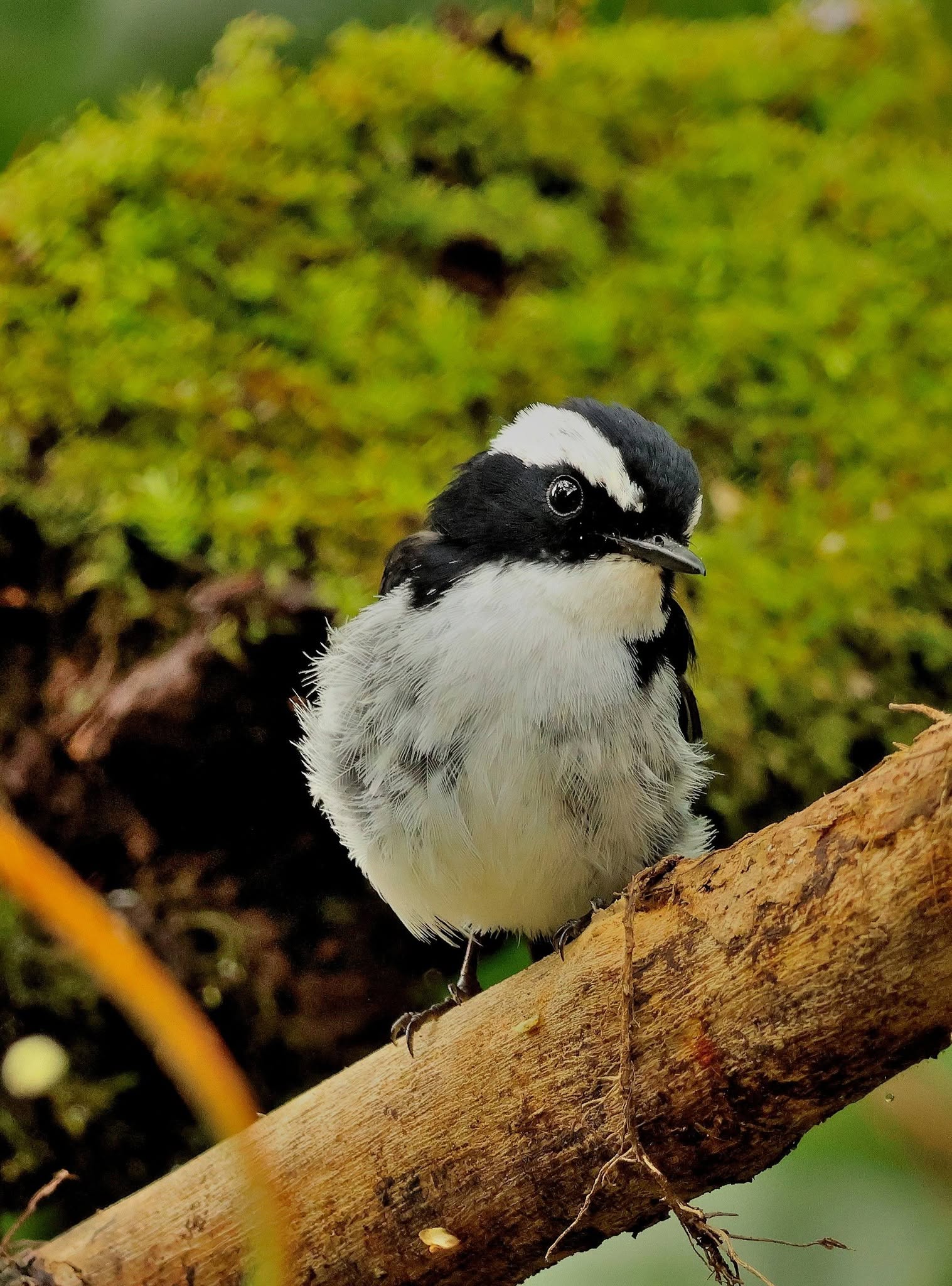 Little Pied Flycatcher — Borneo wildlife, book, free download, jungle tour, bird, bird tour