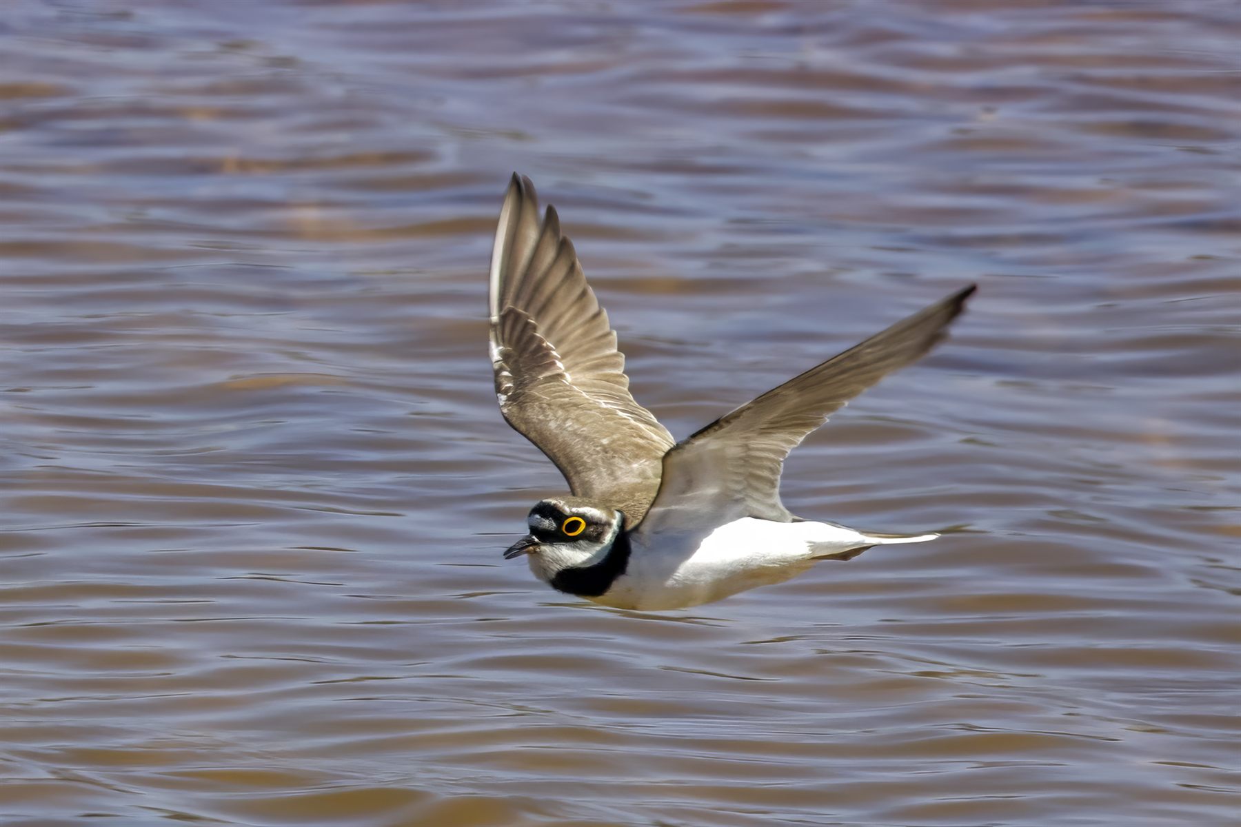 Little Ringed Plover — Borneo wildlife, book, free download, jungle tour, bird, bird tour