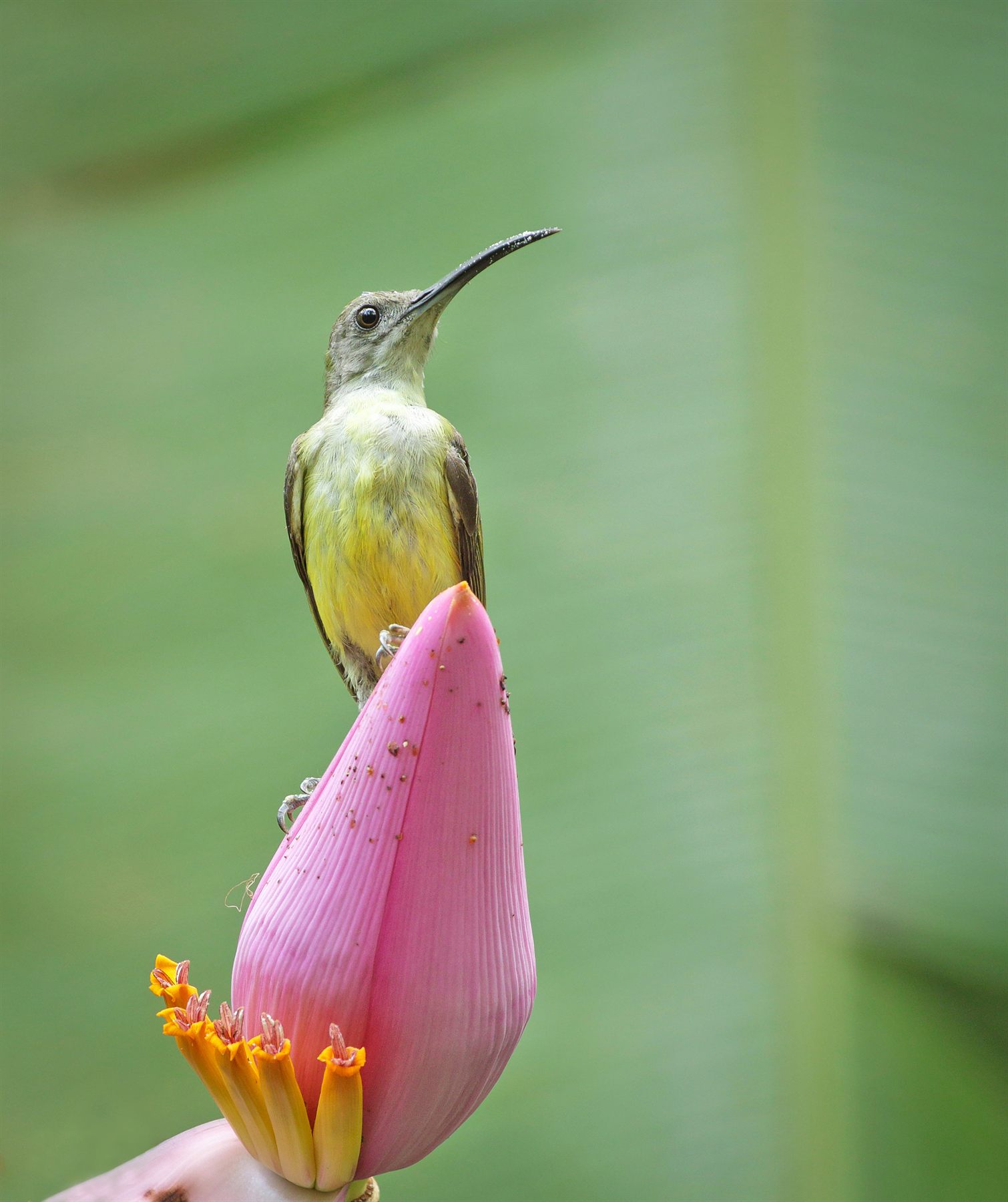 Little Spiderhunter — Borneo wildlife, book, free download, jungle tour, bird, bird tour