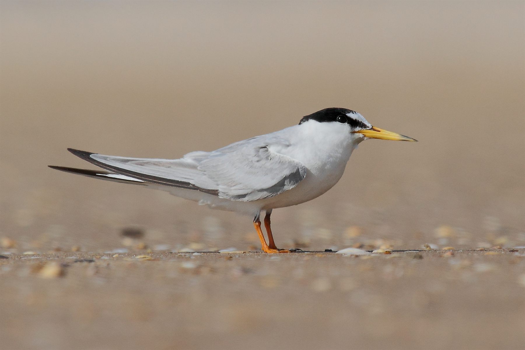 Little Tern — Borneo wildlife, book, free download, jungle tour, bird, bird tour