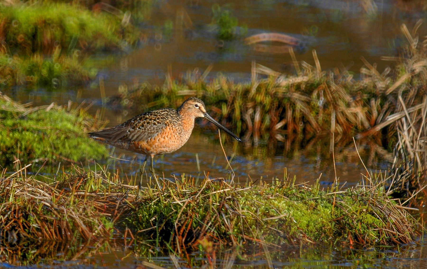 Long-billed Dowitcher — Borneo wildlife, book, free download, jungle tour, bird, bird tour