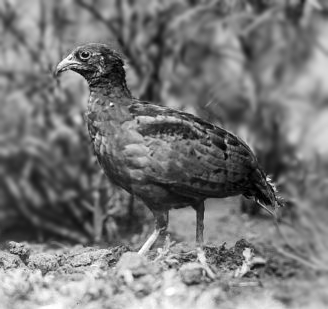 Long-billed Partridge — Borneo wildlife, book, free download, jungle tour, bird, bird tour