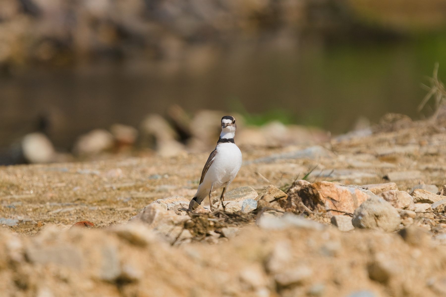Long-billed Plover — Borneo wildlife, book, free download, jungle tour, bird, bird tour