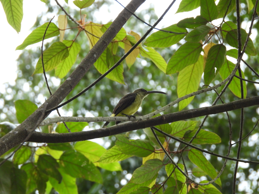 Long-billed Spiderhunter — Borneo wildlife, book, free download, jungle tour, bird, bird tour