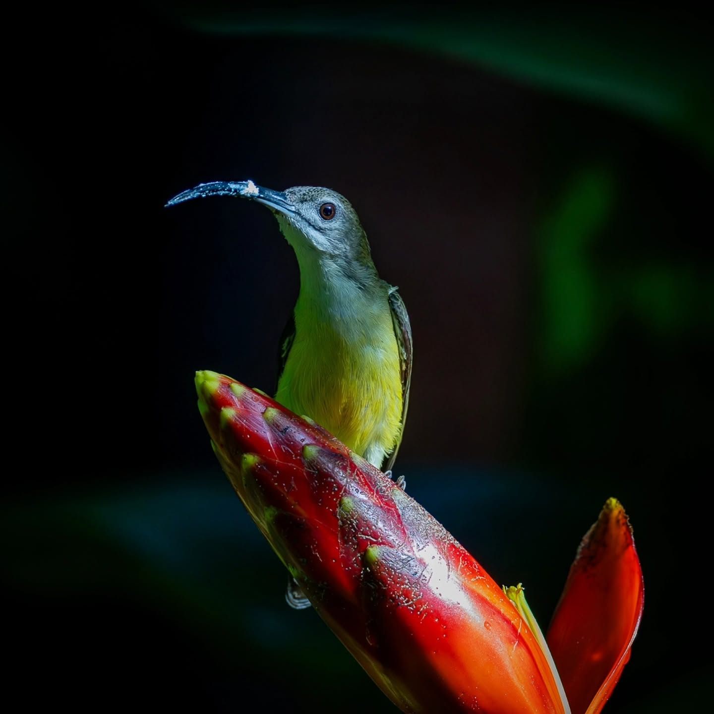 Long-billed Spiderhunter — Borneo wildlife, book, free download, jungle tour, bird, bird tour