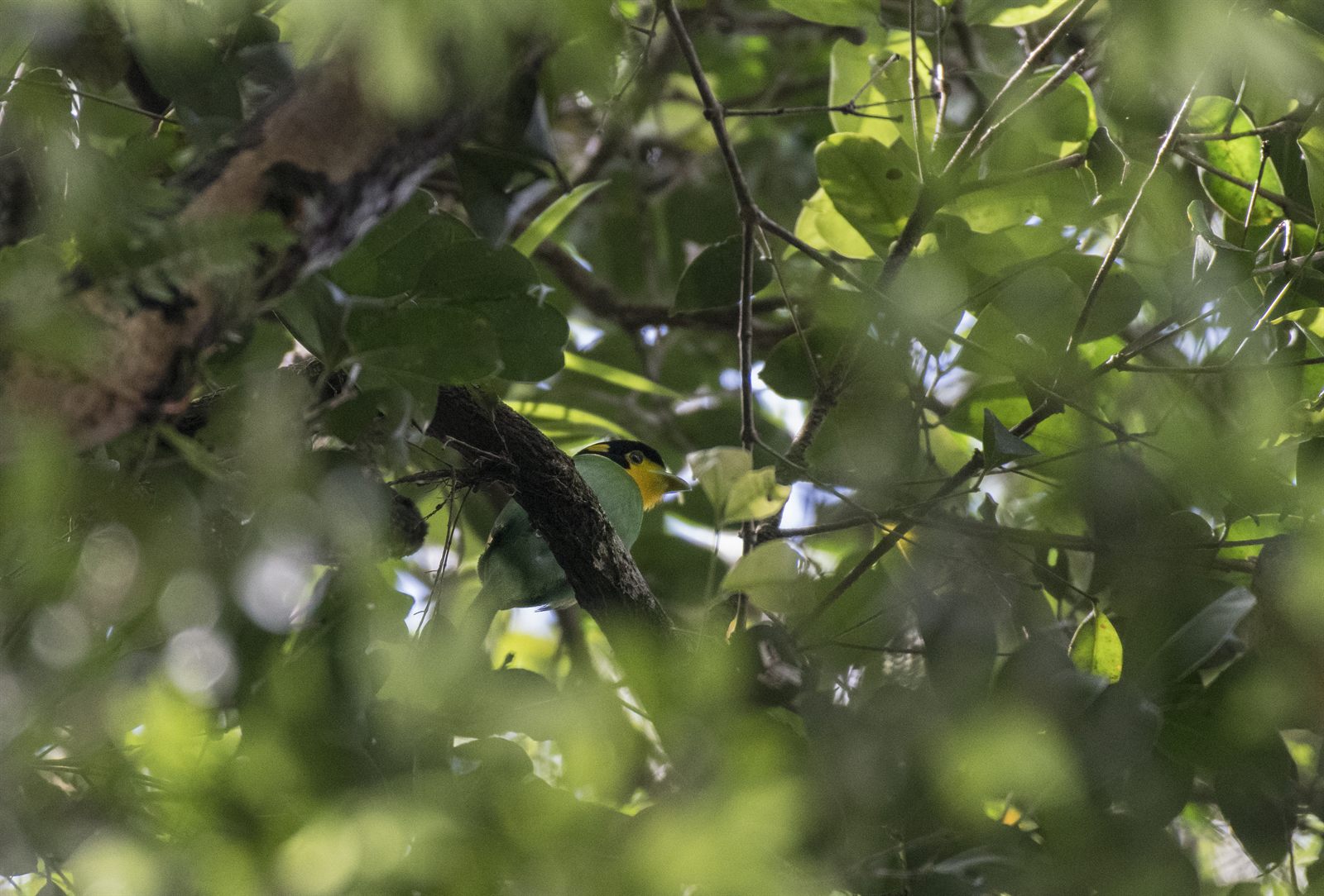 Long-tailed Broadbill — Borneo wildlife, book, free download, jungle tour, bird, bird tour