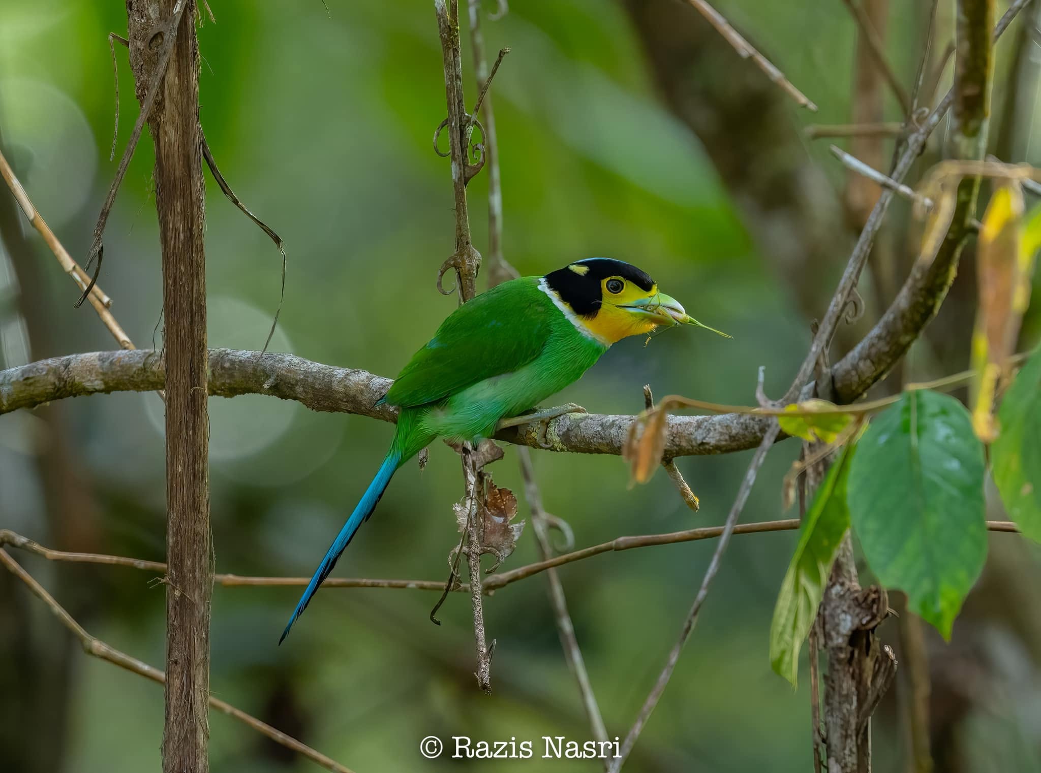 Long-tailed Broadbill — Borneo wildlife, book, free download, jungle tour, bird, bird tour