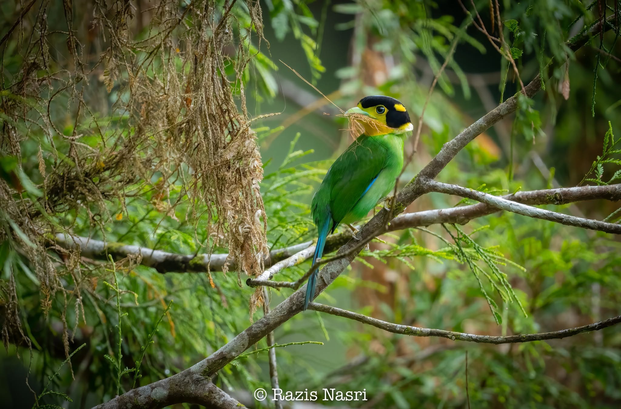 Long-tailed Broadbill — Borneo wildlife, book, free download, jungle tour, bird, bird tour