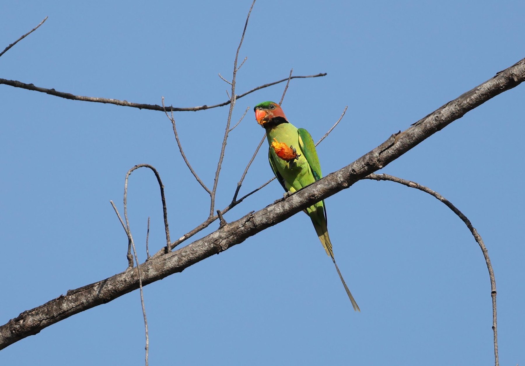 Long-tailed Parakeet — Borneo wildlife, book, free download, jungle tour, bird, bird tour