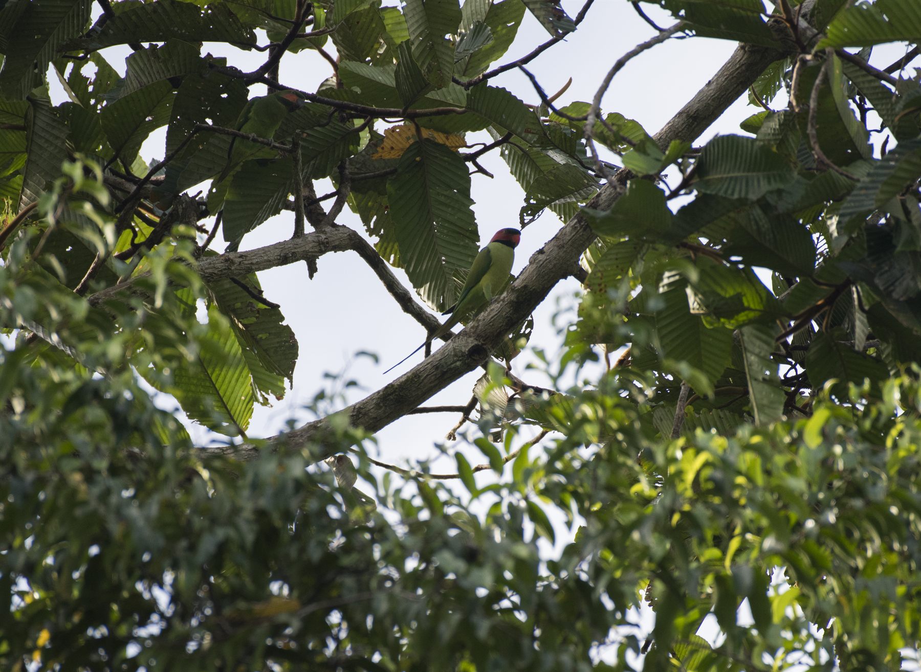 Long-tailed Parakeet — Borneo wildlife, book, free download, jungle tour, bird, bird tour