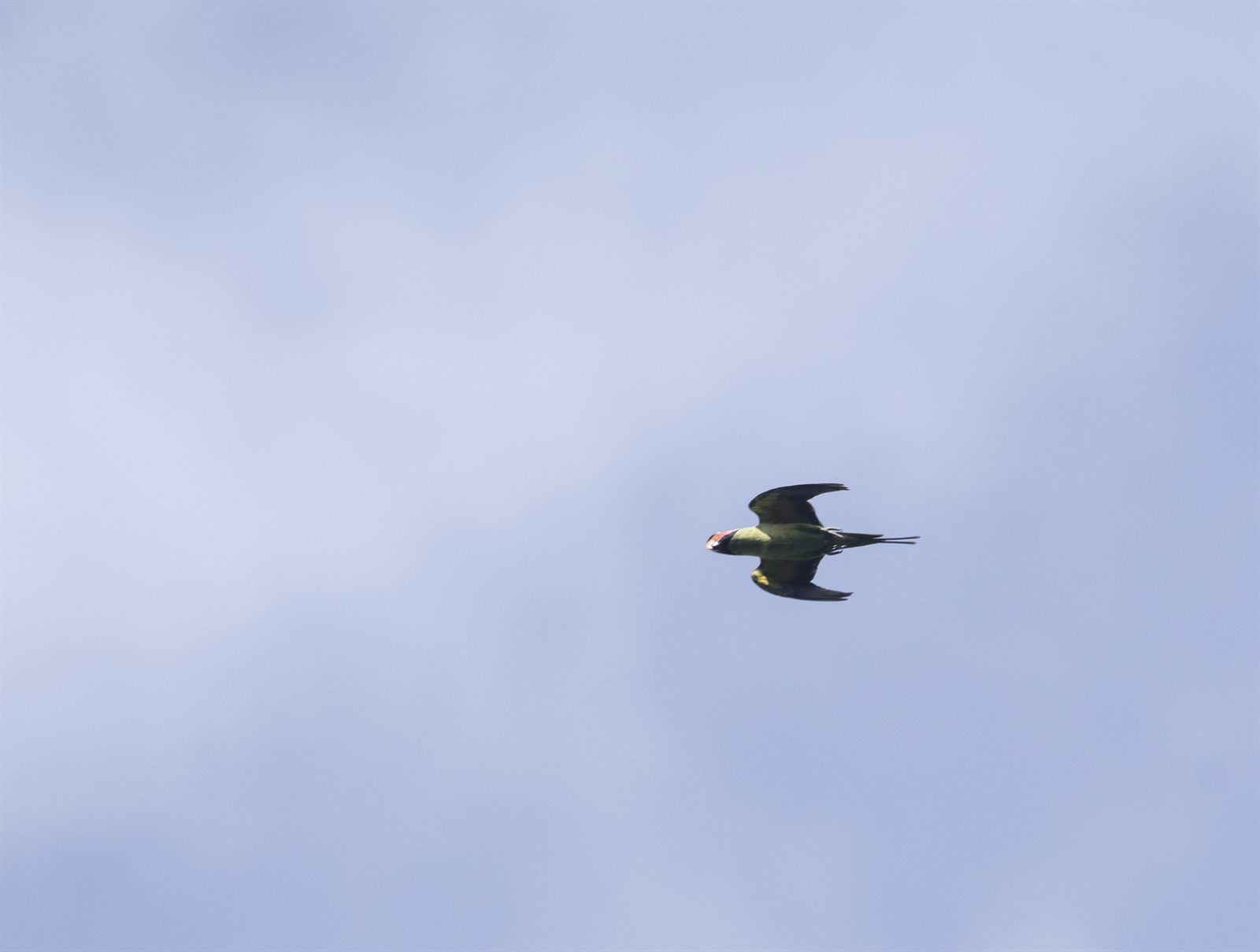 Long-tailed Parakeet — Borneo wildlife, book, free download, jungle tour, bird, bird tour