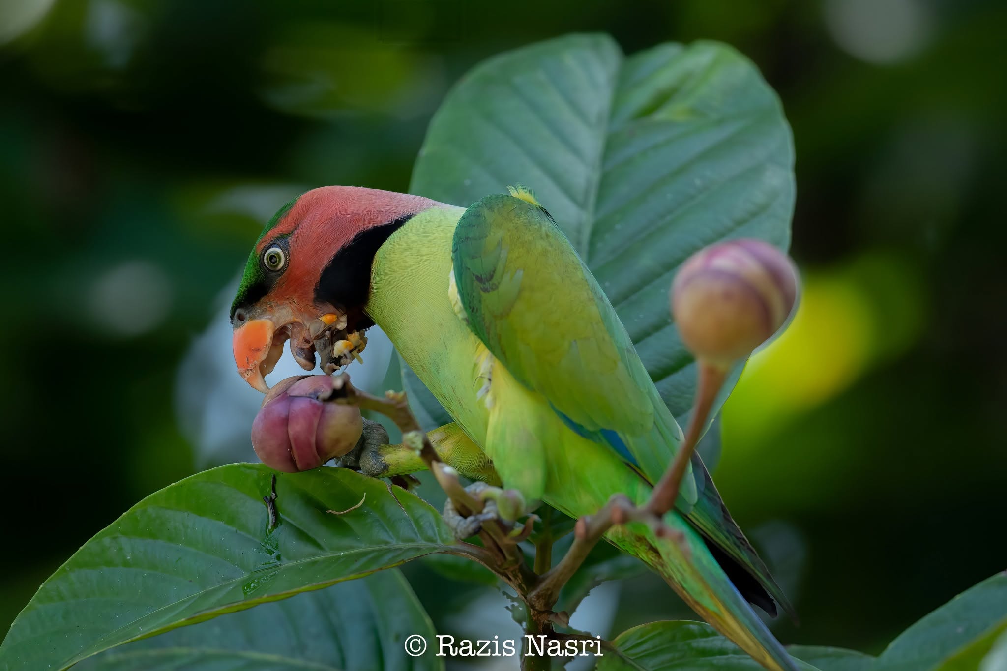 Long-tailed Parakeet — Borneo wildlife, book, free download, jungle tour, bird, bird tour