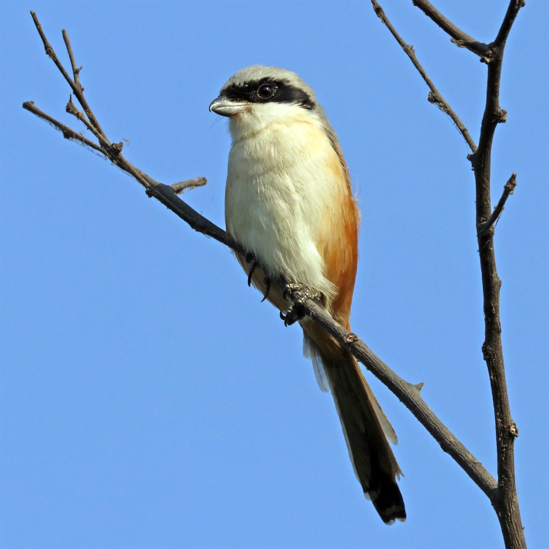 Long-tailed Shrike — Borneo wildlife, book, free download, jungle tour, bird, bird tour
