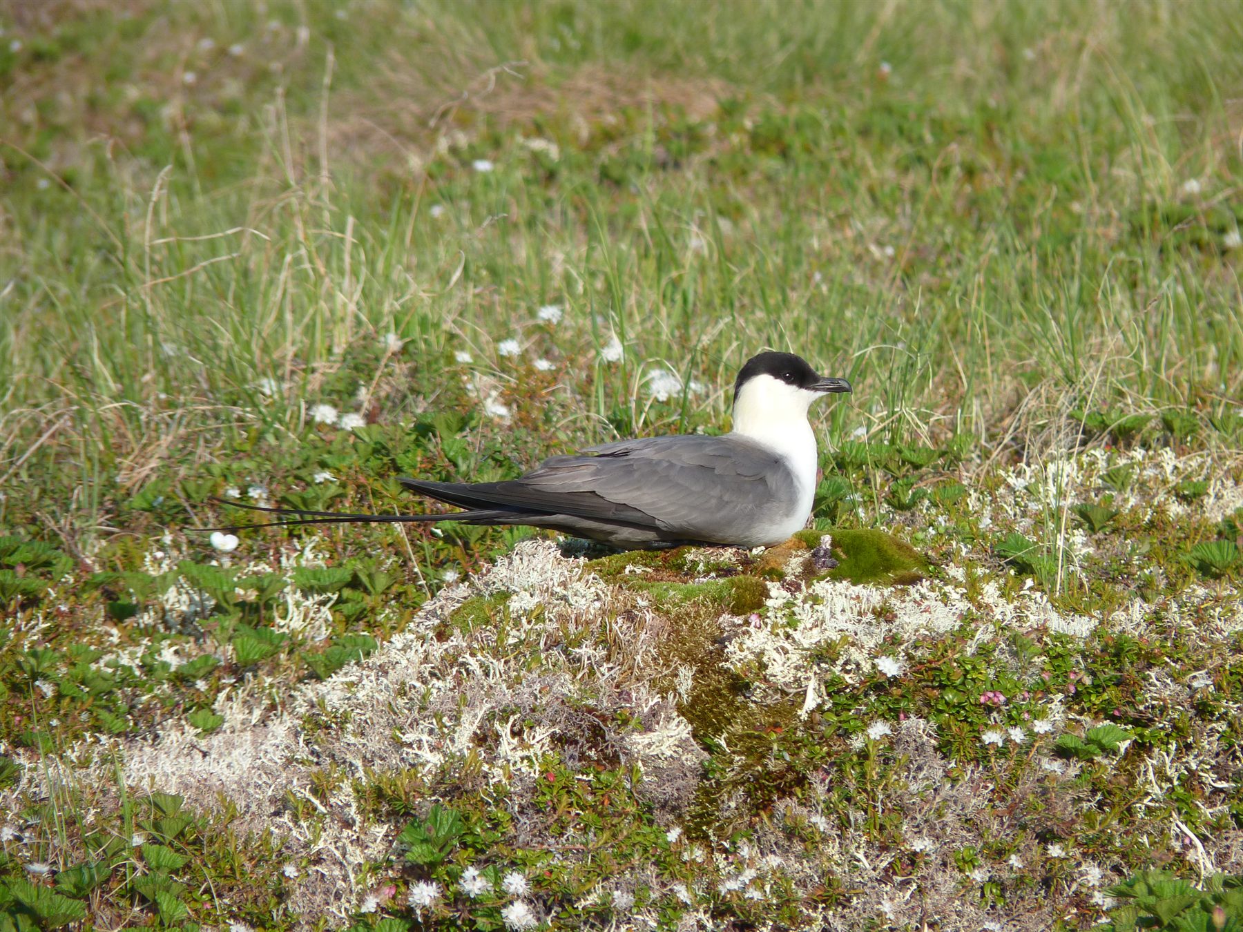 Long-tailed Jaeger — Borneo wildlife, book, free download, jungle tour, bird, bird tour